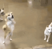 狗擦玻璃撒娇搞笑动物动态表情包动物gif搞笑图片