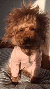 泰迪刚睡醒动物很困搞笑表情包动物gif搞笑图片