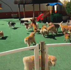 狗玩飞镖玩具可爱搞笑动态图动物gif搞笑图片