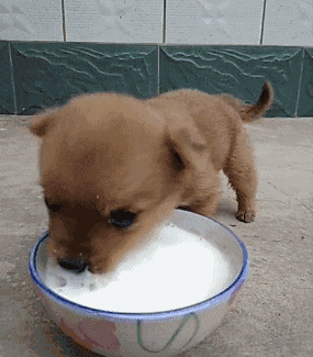 小狗喝奶可爱动物gif动图动物gif搞笑图片