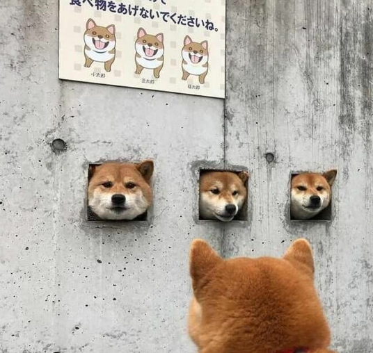 日本网红柴犬可爱搞笑动物图片动物gif搞笑图片