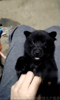 小熊可爱卖萌动物玩耍动态图动物gif搞笑图片