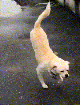 狗倒立行走的狗动态表情包动物gif搞笑图片