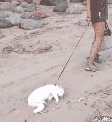 遛猫拖着动物走可爱搞笑动态图动物gif搞笑图片