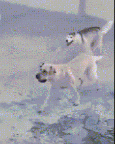 哈士奇奔跑摔倒动物搞笑动态图动物gif搞笑图片