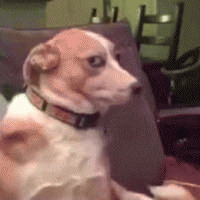 动物的魔性表情图片动物gif搞笑图片