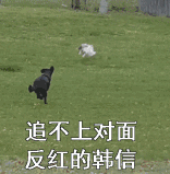 动物版本的王者荣耀表情包动物gif搞笑图片