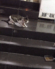 动物打架的搞笑动态图动物gif搞笑图片