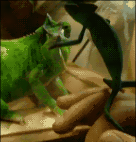 冷血动物蜥蜴的动态图动物gif搞笑图片