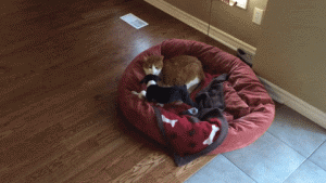 猫咪打架叫家长的搞笑gif图动物gif搞笑图片