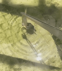 恶搞乌龟的动态图动物gif搞笑图片