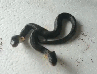 恐怖的动物双头蛇动图动物gif搞笑图片