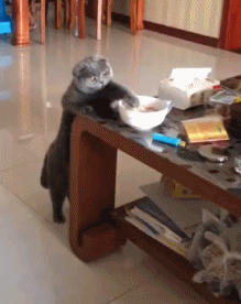 猫偷吃东西的搞笑图动物gif搞笑图片