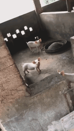 长得好看的小猪图动物gif搞笑图片