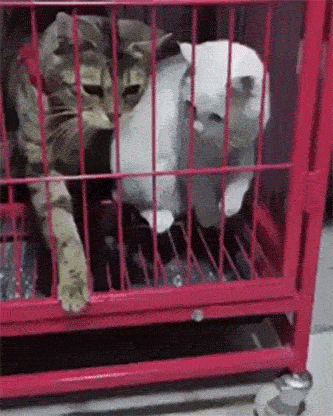 猫玩逗猫棒的搞笑gif图动物gif搞笑图片