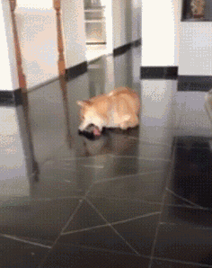 狗用舌头舔地板的搞笑动图动物gif搞笑图片