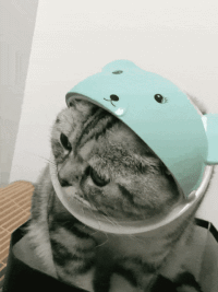 猫戴头套的搞笑gif图动物gif搞笑图片