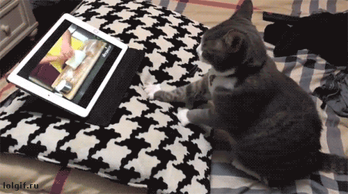 猫踩奶的动态图动物gif搞笑图片