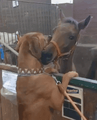 狗跟马亲吻的动图动物gif搞笑图片