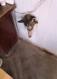 哈士奇拆家的gif图动物gif搞笑图片