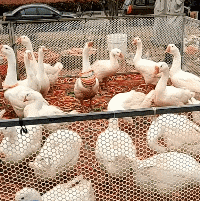 鸭子玩套圈圈游戏的gif图动物gif搞笑图片