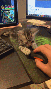 猫在玩游戏时捣乱的动图动物gif搞笑图片