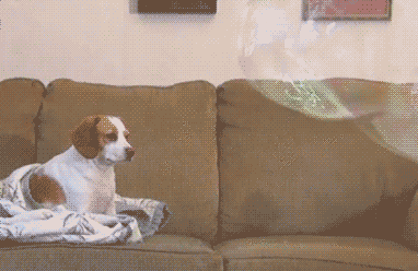 狗发呆生气的搞笑动图动物gif搞笑图片