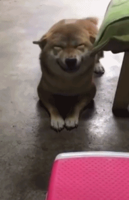 柴犬微笑的动态图动物gif搞笑图片