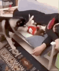 狗狗争宠抢窝的搞笑图动物gif搞笑图片