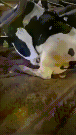 牛喝自己的奶gif图动物gif搞笑图片