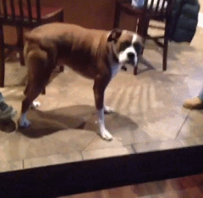 断尾狗摇尾巴的动图动物gif搞笑图片