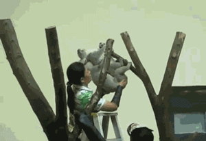 考拉交配的GIF图动物gif搞笑图片