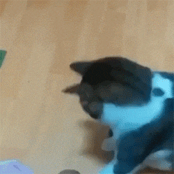 猫扔饭碗的搞笑动图动物gif搞笑图片