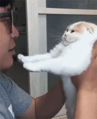 主人亲猫的动图动物gif搞笑图片