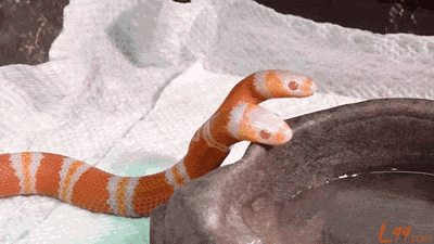 双头蛇的动图动物gif搞笑图片