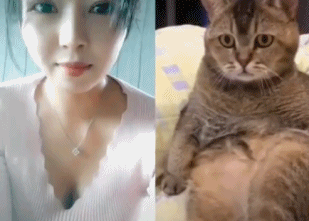 猫震惊的动图动物gif搞笑图片