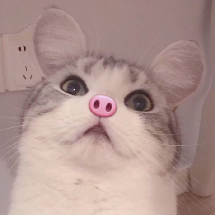 猪鼻子猫的情侣头像动物gif搞笑图片