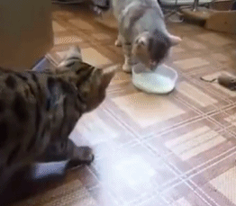 猫喝奶的搞笑动图动物gif搞笑图片