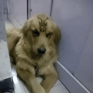 对狗竖中指的动图动物gif搞笑图片