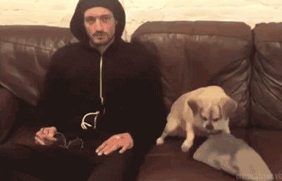 狗狗戴面具的动图动物gif搞笑图片