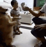 狗狗劝架的搞笑动图动物gif搞笑图片