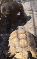 猴子的搞笑动图动物gif搞笑图片