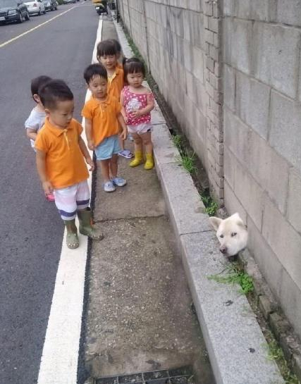 呆萌可爱的动物图片动物gif搞笑图片