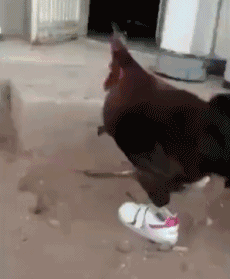 鸡穿鞋子的搞笑动图动物gif搞笑图片