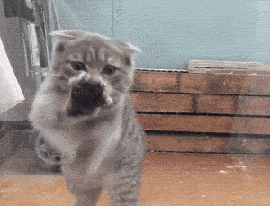 猫擦玻璃的动态图动物gif搞笑图片