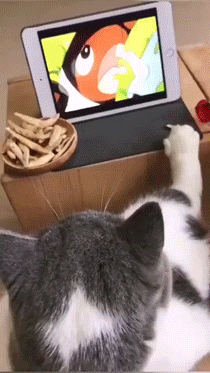 猫看电视的搞笑动图动物gif搞笑图片