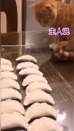 猫闯祸的搞笑图动物gif搞笑图片