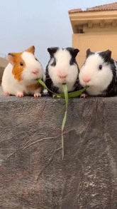 豚鼠吃东西的搞笑动图动物gif搞笑图片