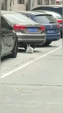 猫做仰卧起坐的动图动物gif搞笑图片