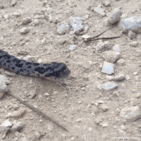 恐怖的蛇gif图动物gif搞笑图片